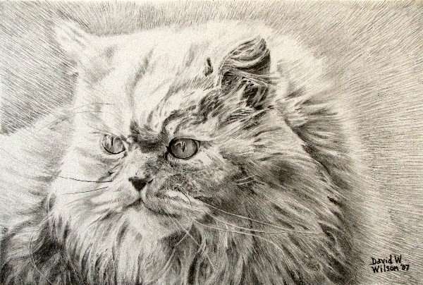 Dave Wilson's cat Percy